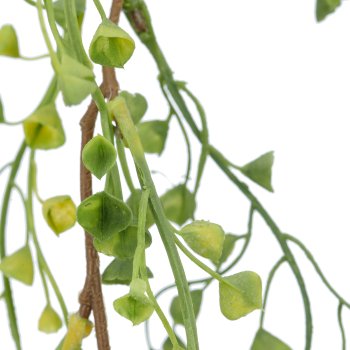 Euphorbia clip, 60cm, green