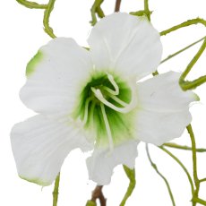 Petunienclip, 60cm, weiß