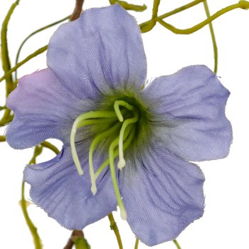 Petunia clip, 60cm, blue