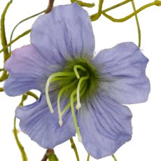 Petunia clip, 60cm, blue