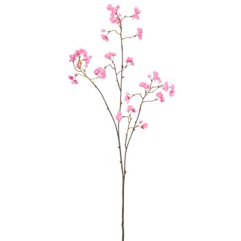 Peacock coneflower, 93cm, pale pink