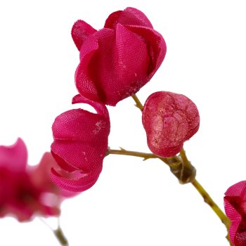 Pfaffenhütchen, 93cm, pink