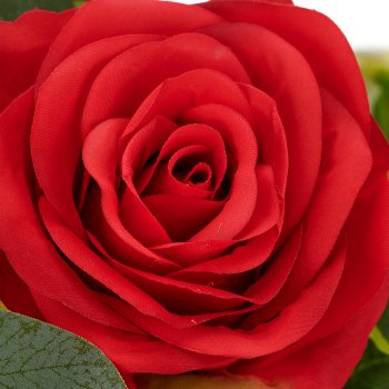 Rosen-Mix-Bund x6, 50cm, rot