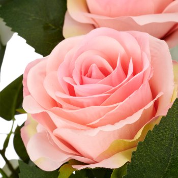 Rosen-Mix-Bund x6, 50cm, rosa