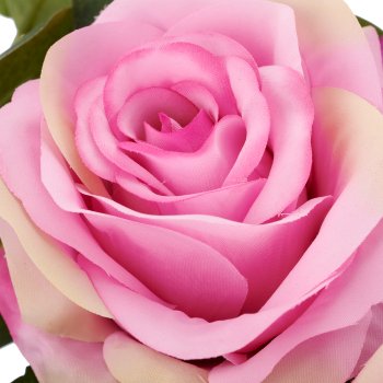 Rosen-Mix-Bund x6, 50cm, lila