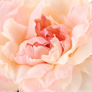 Päonie-Mix-Bund x3, 80cm, rosa