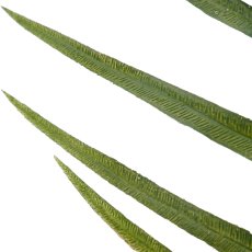 Palmzweigbund x3, 90cm, grün
