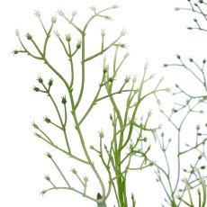 Limoniumzweig, 72cm, weiß