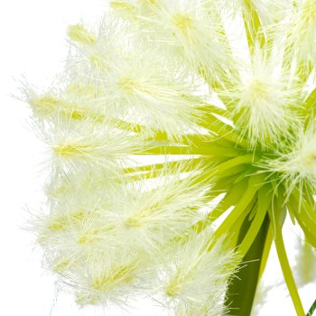 Pusteblumenzweig mit Gras x2, 90cm, weiß