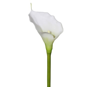 Calla, 72cm