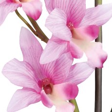 Orchid Dendrobie x2, 60cm, 4 leaves, pale pink