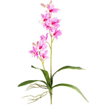 Orchid Dendrobie x2, 60cm, 4 leaves, pale pink