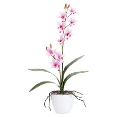 Orchidee Dendrobie x2, 60cm, 4