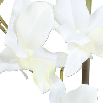 Orchid Dendrobie x2, 60cm, 4 leaves, white