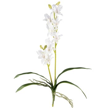 Orchid Dendrobie x2, 60cm, 4 leaves, white