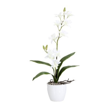 Orchidee Dendrobie x2, 60cm, weiß, im Keramiktopf weiß