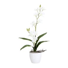 Orchid Dendrobie x2, 60cm, white, in ceramic pot white