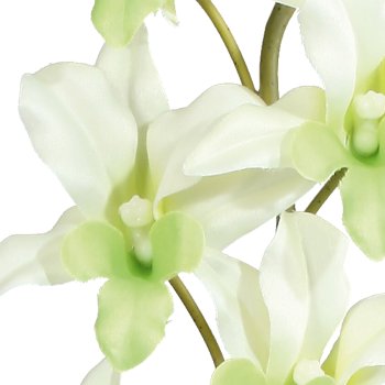 Orchid Dendrobie x2, 60cm, 4 leaves, light green