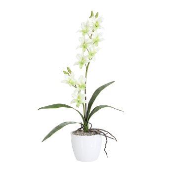Orchidee Dendrobie x2, 60cm, 4 Blätter, hellgrün, im Keramiktopf