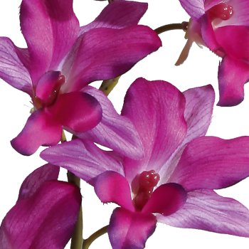 Orchidee Dendrobie x2, 60cm, 4 Blätter, lila