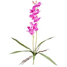 Orchid Dendrobie x2, 60cm, 4 Leaves, Purple