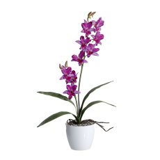 Orchid Dendrobie x2, 60cm, 4 leaves, purple, in ceramic pot