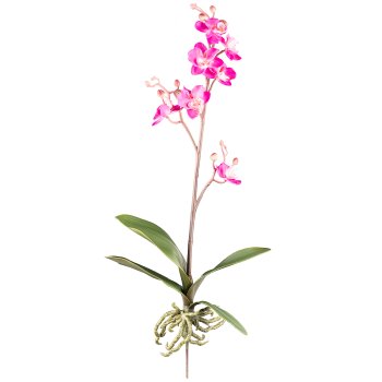 Phalaenopsis Cassandra 55cm, 4 leaves, 7 flowers, cerise