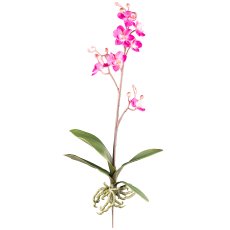 Phalaenopsis cassandra 55cm, 4 Blätter,7 Blüten, cerise