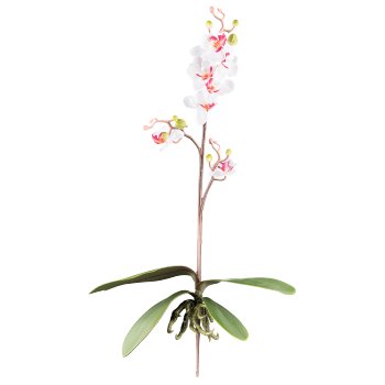 Phalaenopsis cassandra 55cm, 4 Blätter, 7 Blüten, weiß-lila