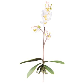 Phalaenopsis cassandra 55cm, 4 Blätter, 7 Blüten, creme