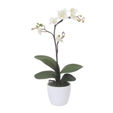 Phalaenopsis cassandra 55cm, creme, im 11cm Keramiktopf weiß