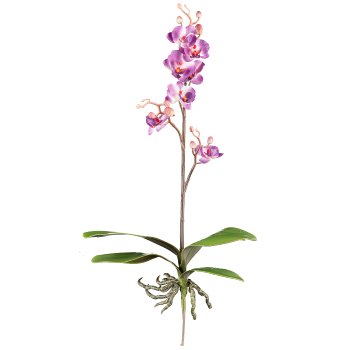 Phalaenopsis cassandra 55cm, 4 Blätter, 7 Blüten, lila