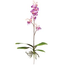 Phalaenopsis cassandra 55cm, 4 Blätter,7 Blüten, lila