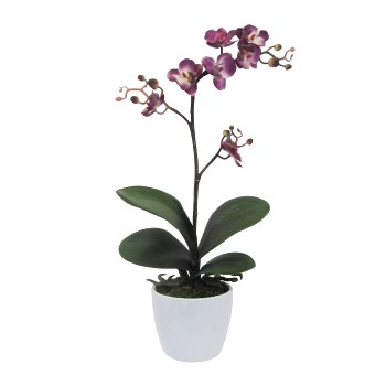 Phalaenopsis cassandra 55cm, purple, in 11cm ceramic pot white