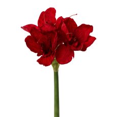 Amaryllis, 66 cm, Red