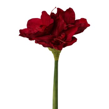 Amaryllis, 66cm, Dark Red