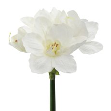 Amaryllis, 66 cm, White