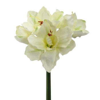 Amaryllis, 66cm, Cream