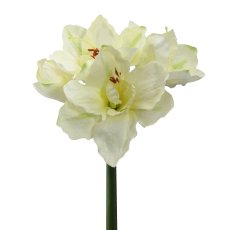 Amaryllis, 66cm, Cream
