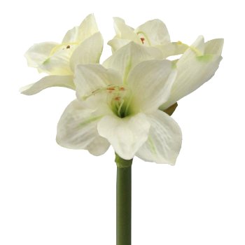 Amaryllis Kurzstiel, 30cm, creme