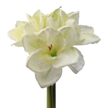 Amaryllis-Bund, 32cm, creme