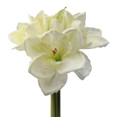 Amaryllis-Bund, 32cm, creme