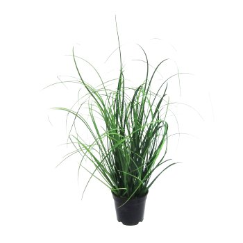 Grass bush in pot, 40cm