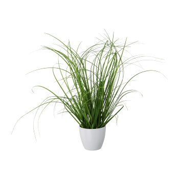 Grass bush, 40cm, in white plastic pot