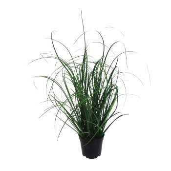 Grass Bush In Pot, 50cm