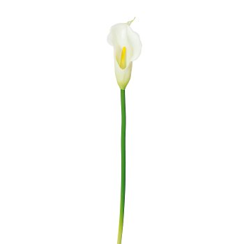 Calla, 36cm