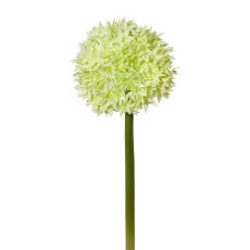 Allium, 65cm, grün