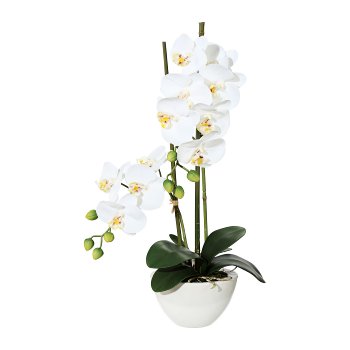 Phalaenopsis, 50cm weiß, in Keramikschale 14,5x8,5cm weiß, Real Touch