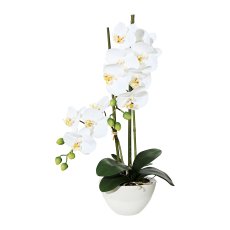 Phalaenopsis, 50 cm White, In