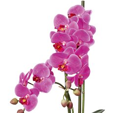 Phalaenopsis x12, 50cm lila, in Keramikschale 14,5x8,5cm weiß, Real Touch